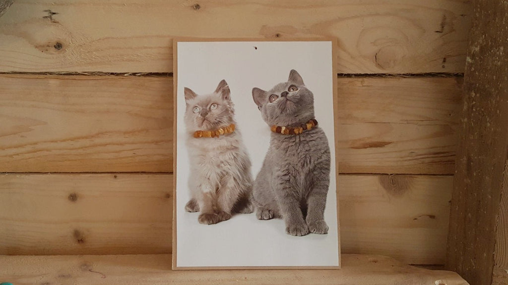 Medium Cat Cherry Amber Collar-2