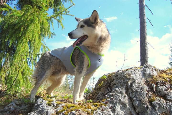 True Love Cooling Vest - Yellow, 2XL-2