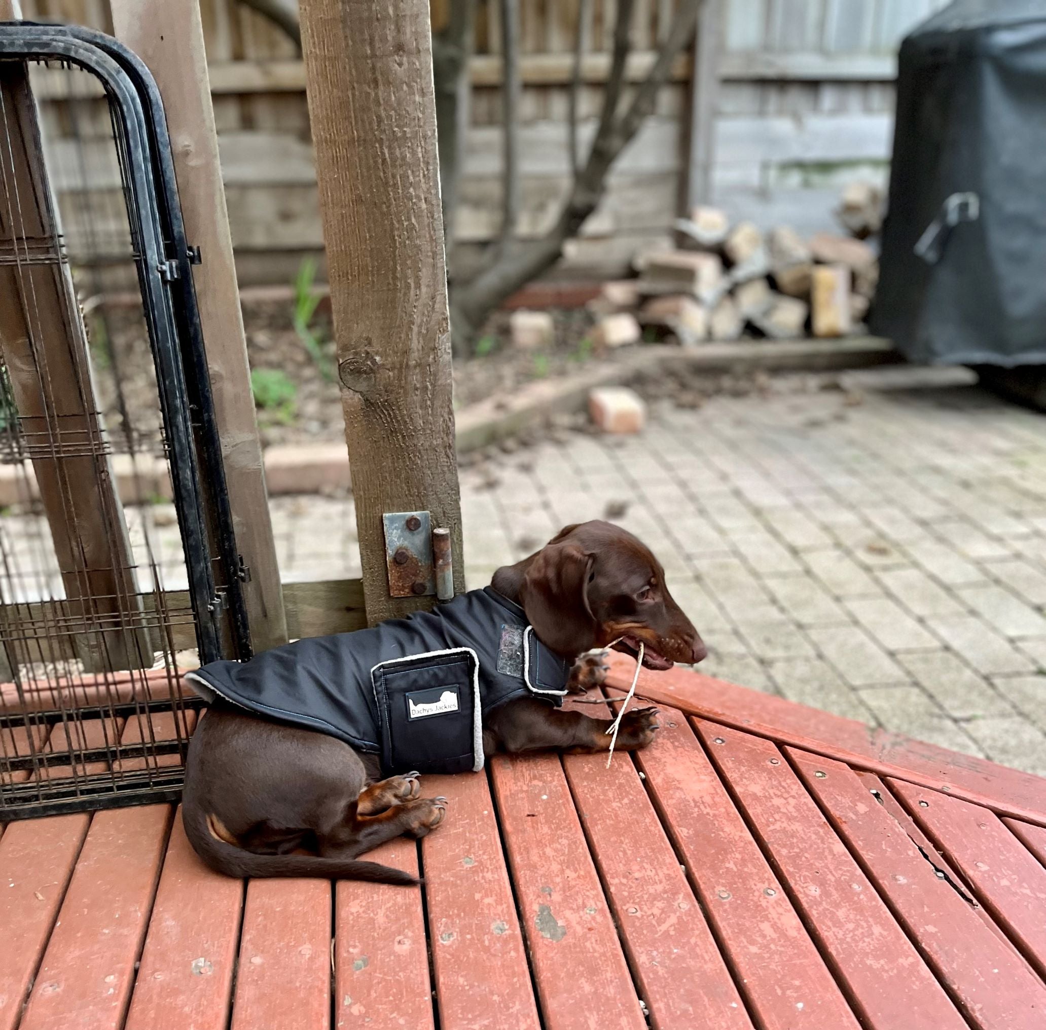 Dachys Jackies - Water resistant Dog jacket - Black Diamond-1